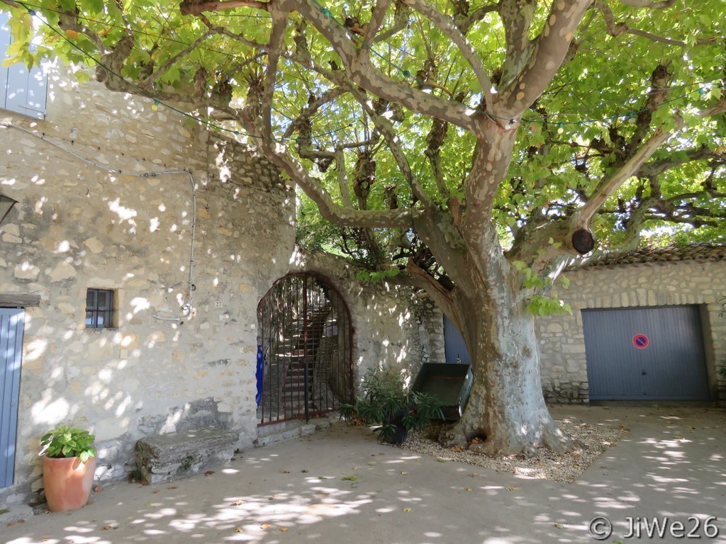 Un des superbes platanes plantés vers 1860 sur la place des Arceaux