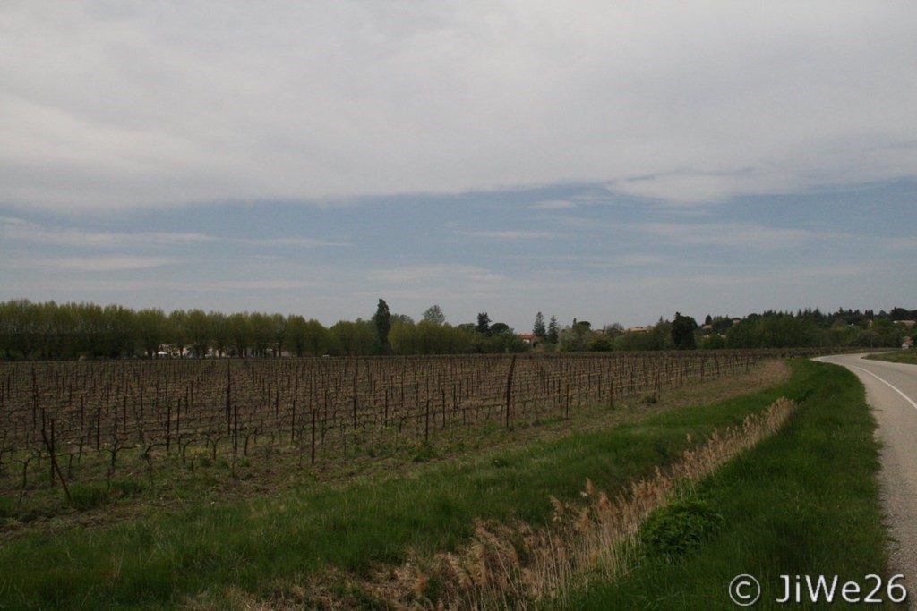 En revenant vers le village, nous traversons des vignes