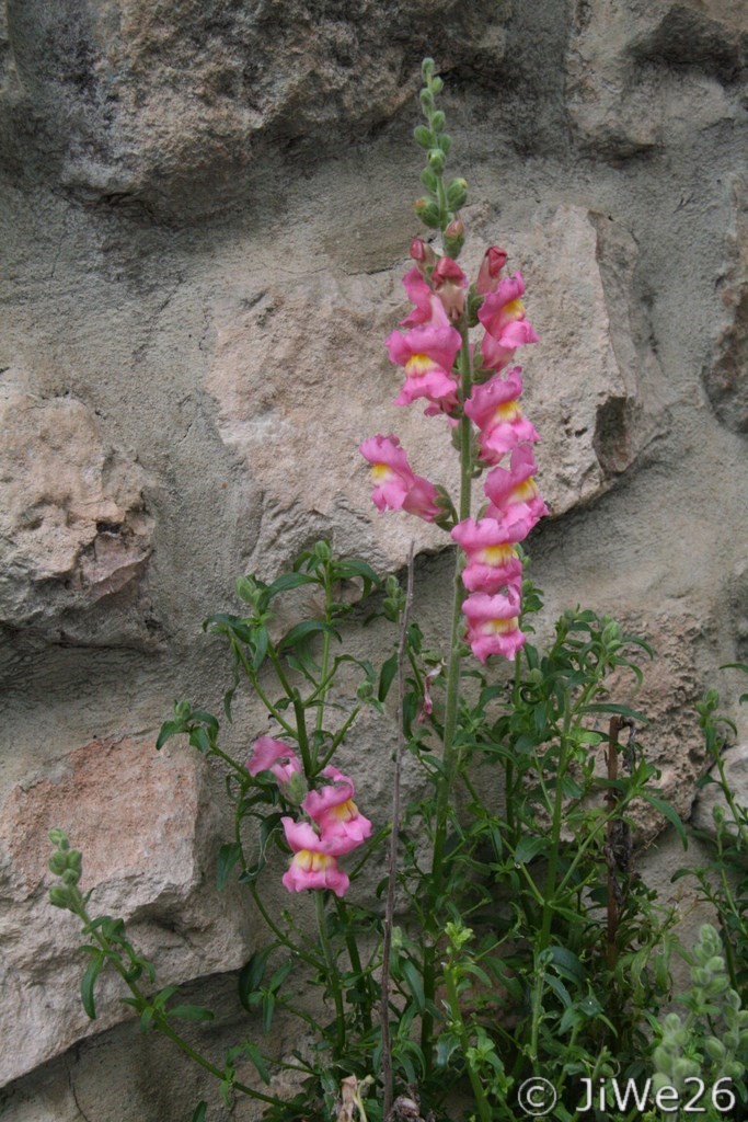 Une jolie fleur sur notre chemin