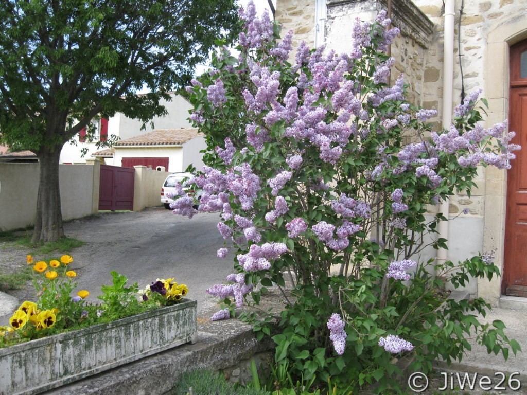 Petit coup d'oeil au magnifique lilas et aux jardinières fleuries avant d'entrer