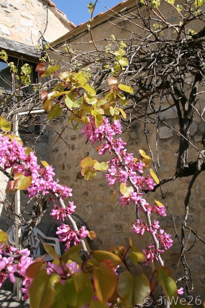 Jolie plante grimpante