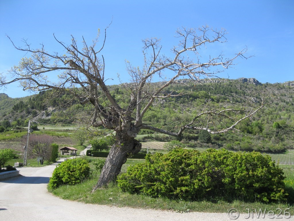 Le vieux gardien de la place