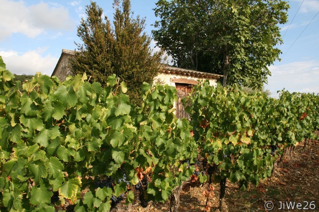 Les Vignes