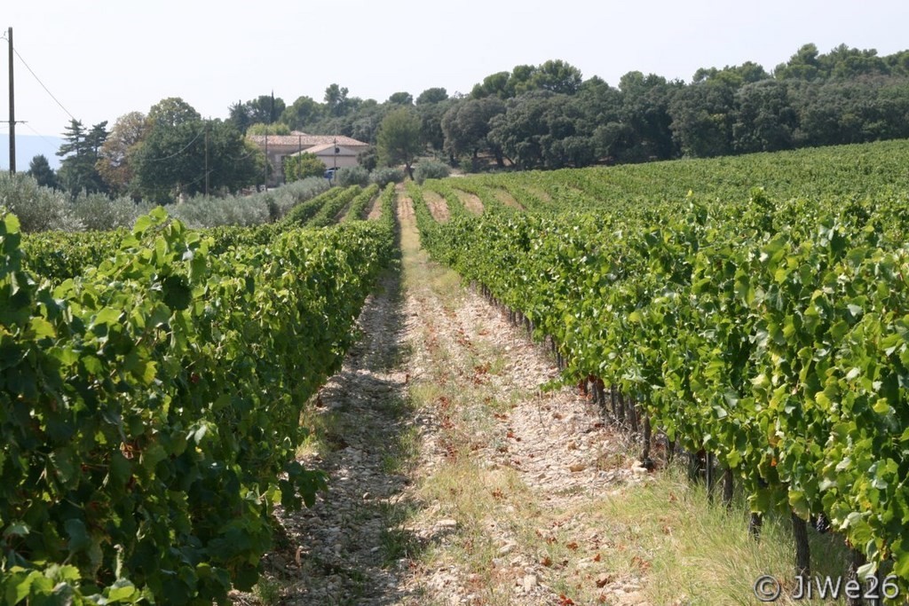 Les Vignes