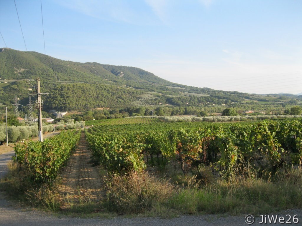 Les Vignes