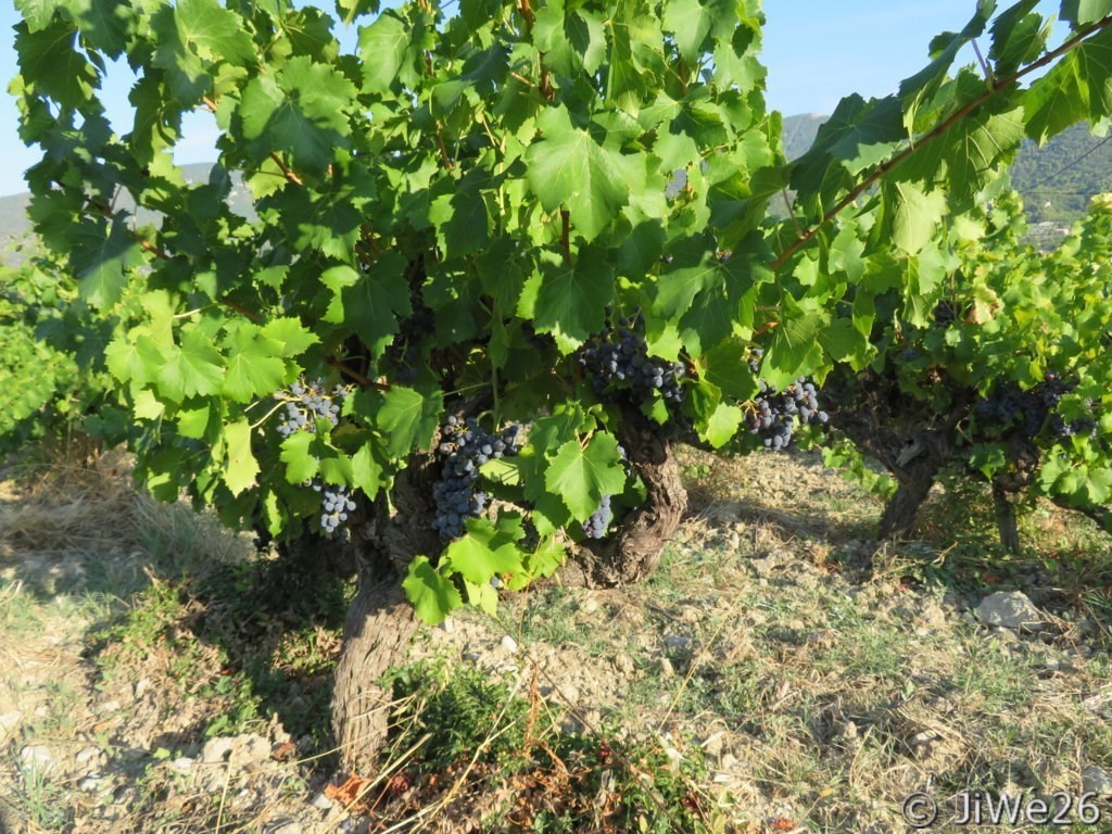 Les Vignes