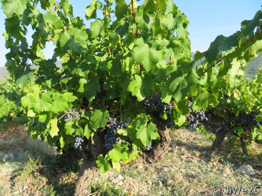 Les Vignes