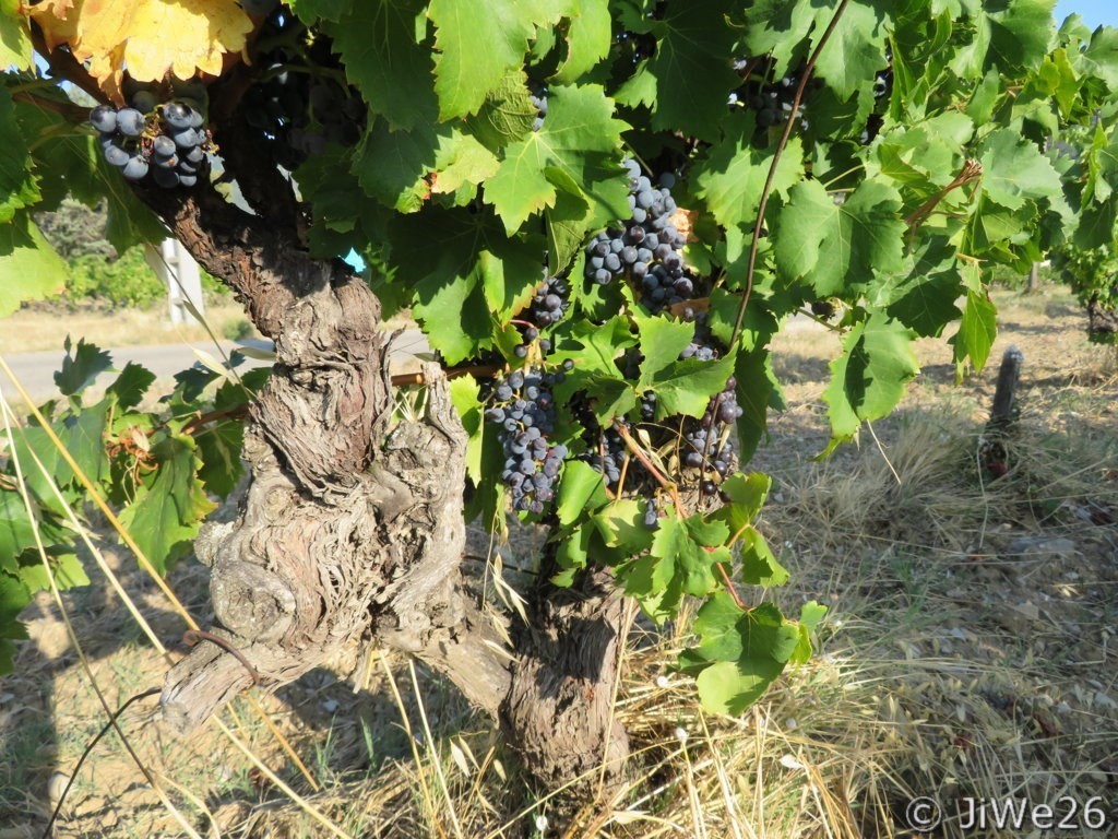 Les Vignes