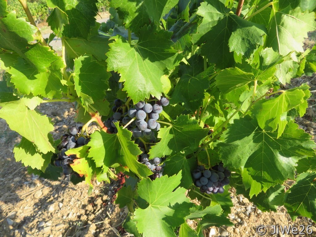 Les Vignes