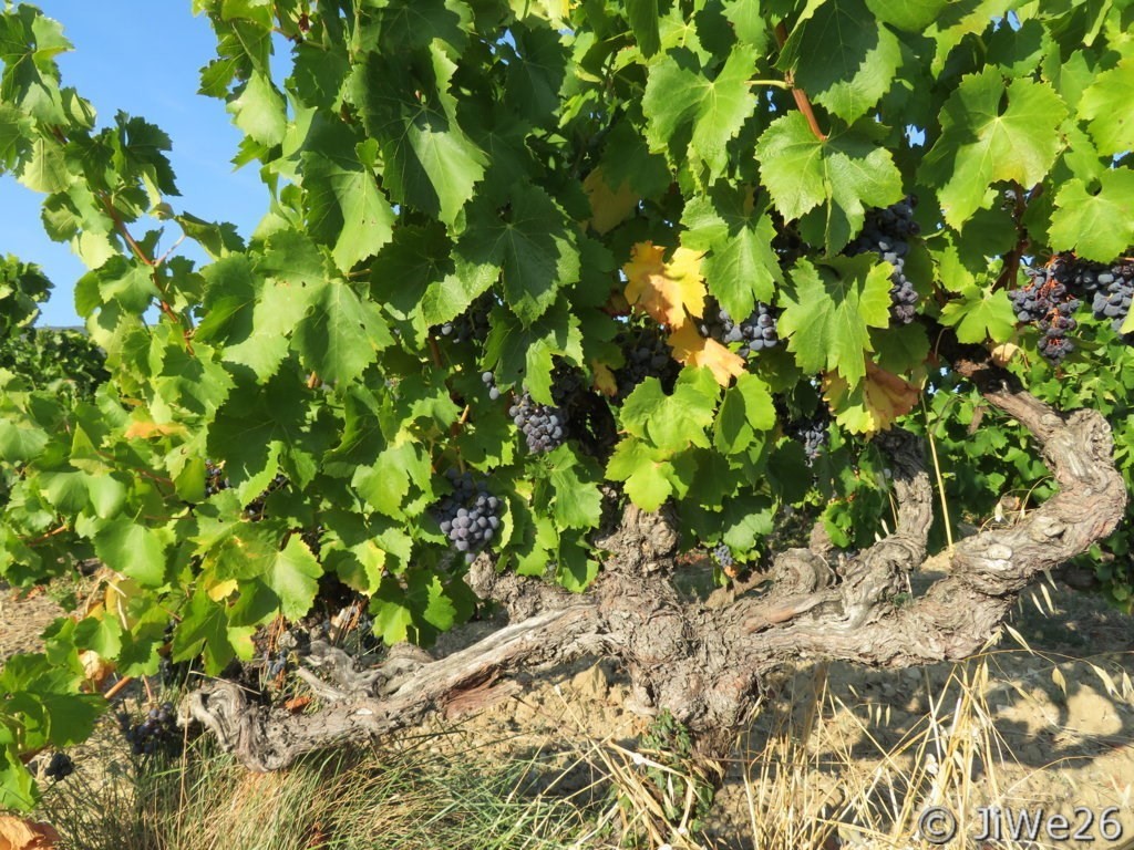 Les Vignes