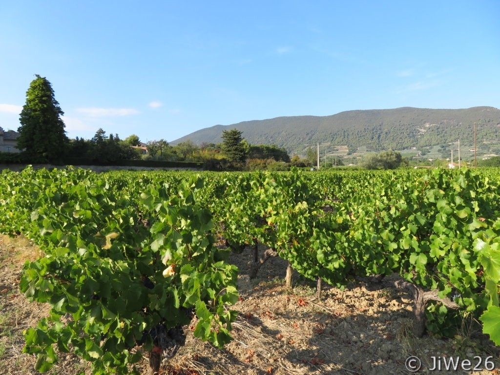 Les Vignes