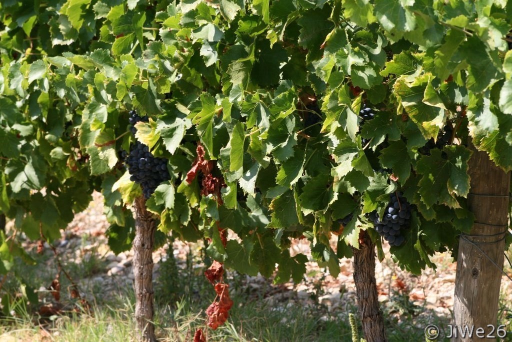Les Vignes