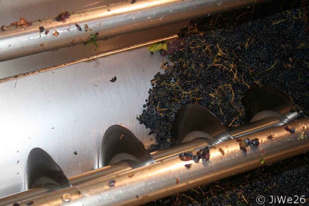Certains vignerons apportent les raisins à la coopérative 