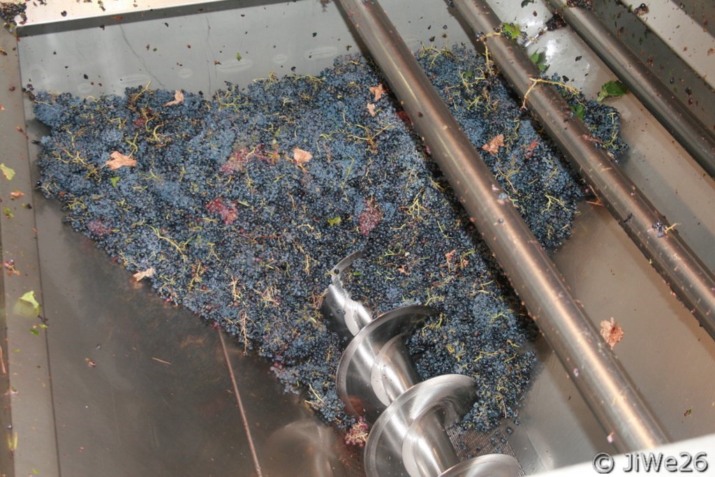 Certains vignerons apportent les raisins à la coopérative 