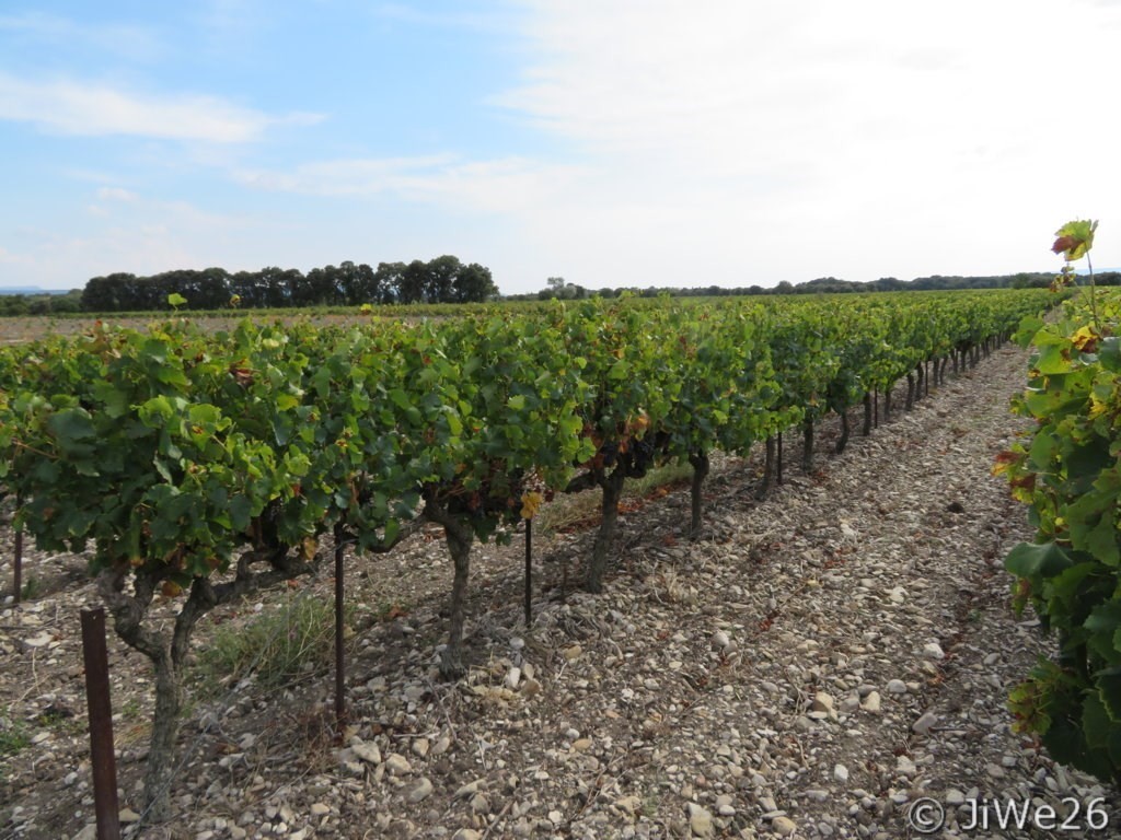 Les vignes