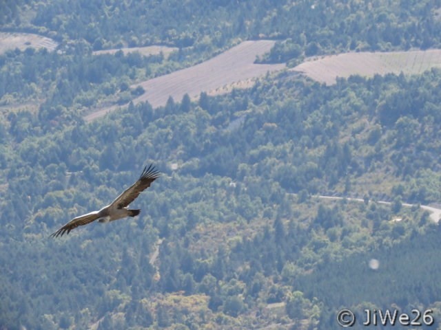 Ils sont plusieurs, mais difficile de les suivre tous