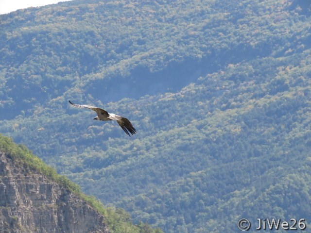 Majestueux, il plane en douceur au-dessus de nos têtes