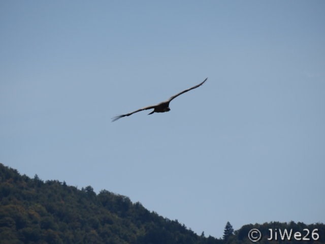 On ne s'en lasse pas, tiens voici une autre race ...
