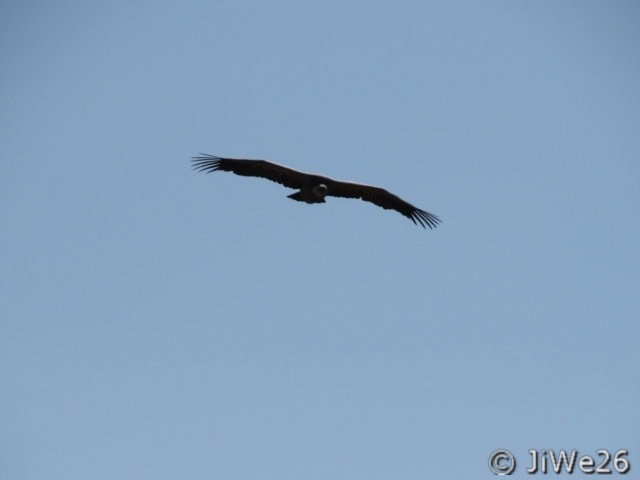 Il me semble qu'il s'agit du vautour Moine