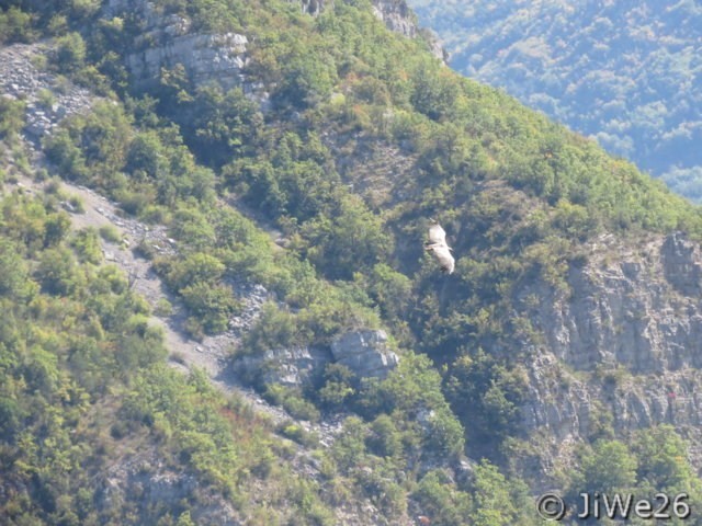 C'est dans ce cadre merveilleux que nous pouvons les voir évoluer