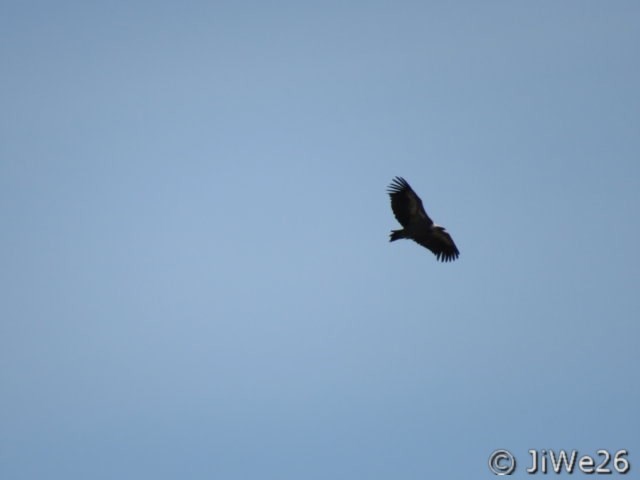 Mais toujours avec majesté