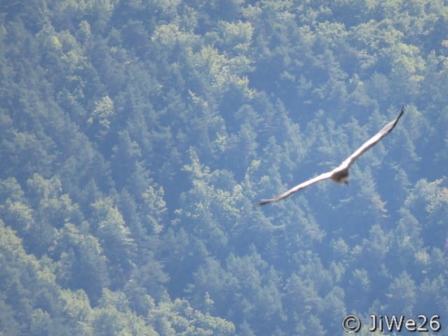 C'est un spectacle inoubliable que j'ai plaisir à partager avec vous, mais si vous pouvez aller les admirer en vrai, c'est encore tellement mieux