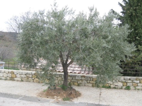 Un des nombreux oliviers situé dans la rue principale du village