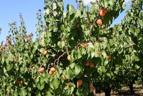 Abricots