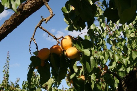 Abricots
