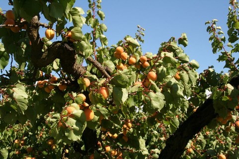 Abricots