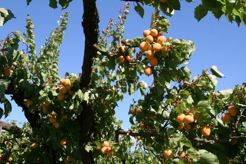 Abricots
