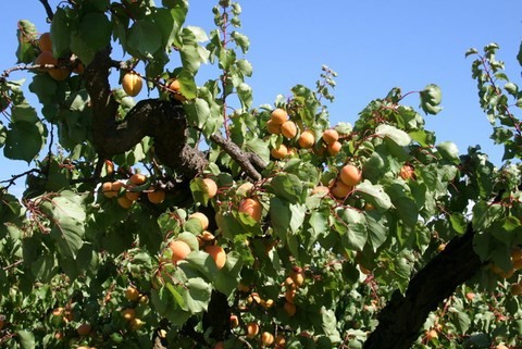 Abricots