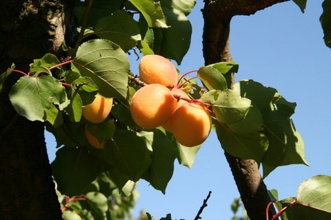 Abricots