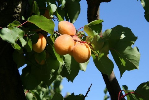 Abricots