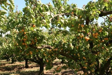 Abricots