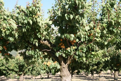 Abricots