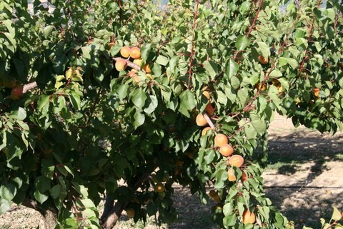 Abricots