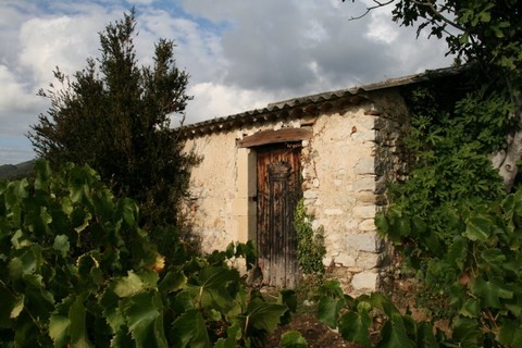 Cabanon dans les vignes