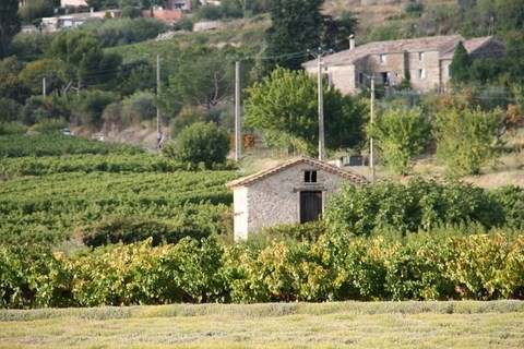 Cabanon dans les vignes