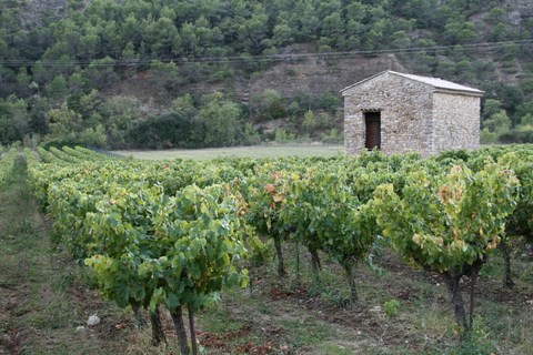 Cabanon dans les vignes