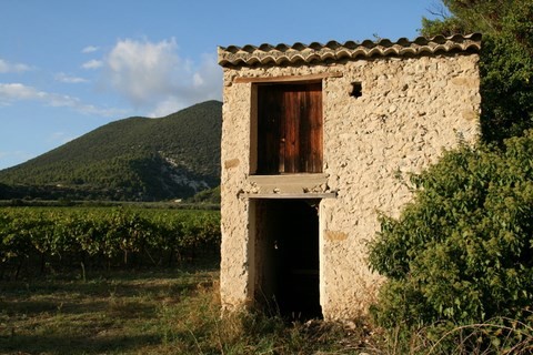 Cabanon dans les vignes