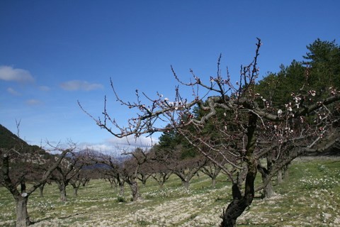 Un verger aux fleurs naissantes juste derrière l'église, c'est le printemps !