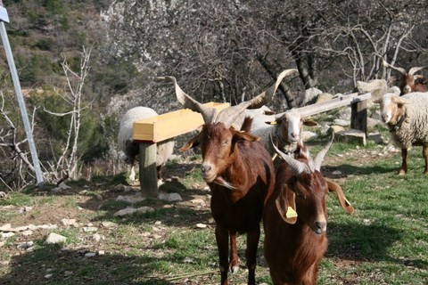 Retour par le site des Perdigons, Zone Naturelle d'Intérêt Ecologique et Floristique