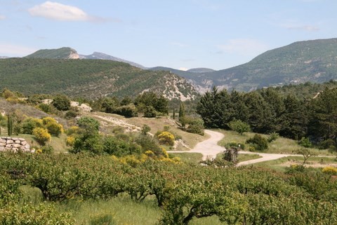 Eyroles_Verger d'abricotiers avec vue sur la montagne