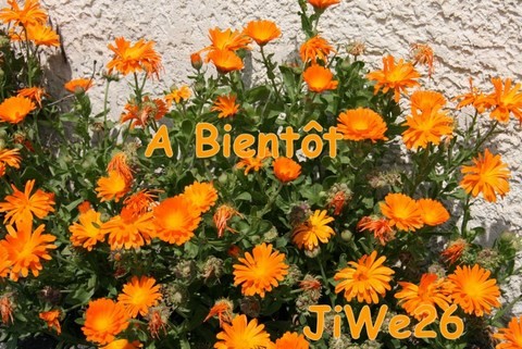 Soucis (Calendula officinalis) au centre du village