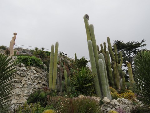 Le jardin botanique exotique d'Eze et ses magnifiques cactus cierges