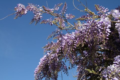 Magnifique glycine
