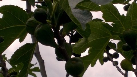 Figues