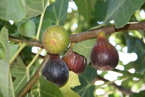 Figues