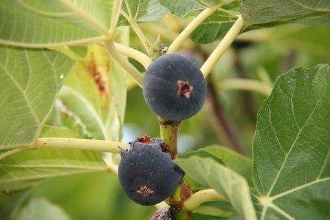 Figues